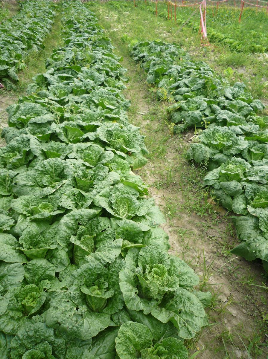 20101127 THE Organic Farm30